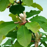 Magnolia officinalis essential oil