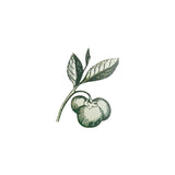 CAMELLIA SINENSIS SEED OIL