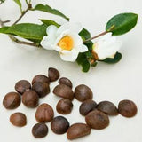 CAMELLIA SINENSIS SEED OIL