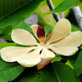 Magnolia officinalis essential oil